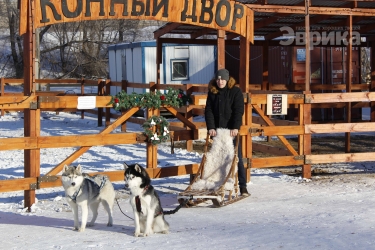 Хаски людям не игрушки