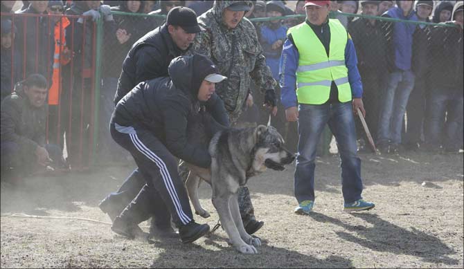 Железная воля степных собачек