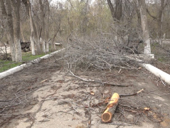 Кто займётся обрезкой деревьев в Актобе