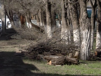В Актобе приводят в порядок деревья