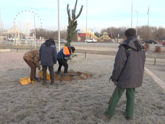Биыл шаһарда 11 мыңнан астам ағаш отырғызылды