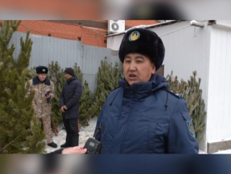 Началась продажа новогодних ёлок