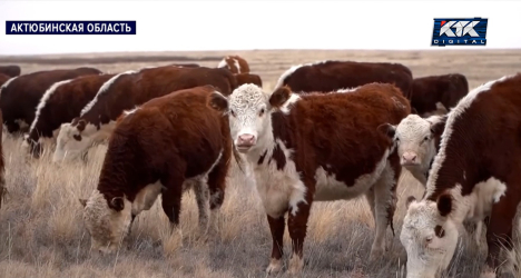 «Как будто растворились»