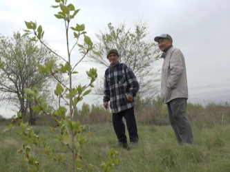 Два актюбинских пенсионера за два года посадили 600 саженцев