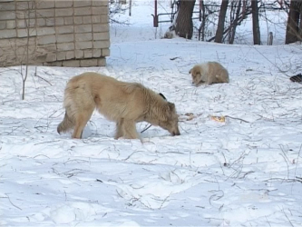 Ветеринарная служба области отчиталась о работе за год
