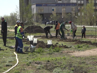 В жилом массиве Есет батыр высажено 300 саженцев