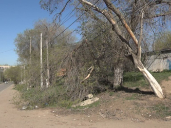 Шквальный ветер валит деревья в Актобе