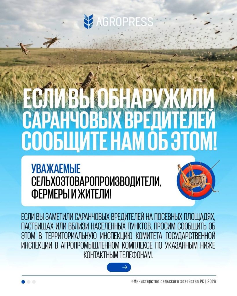 саранча2.jpg