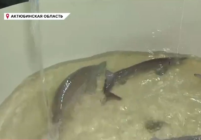 рыба.MP4_snapshot_00.41.500.jpg