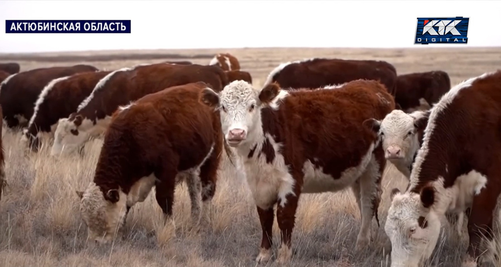 скот.jpg скот.jpg